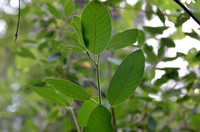 Frangula californica, California Buckthorn